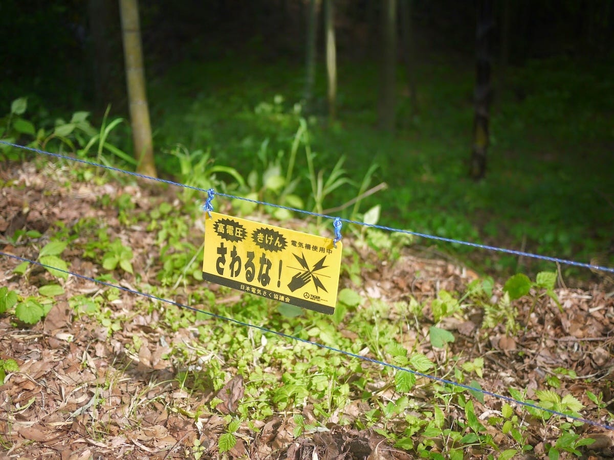 The environmental impact of Google Gemini AI text prompts